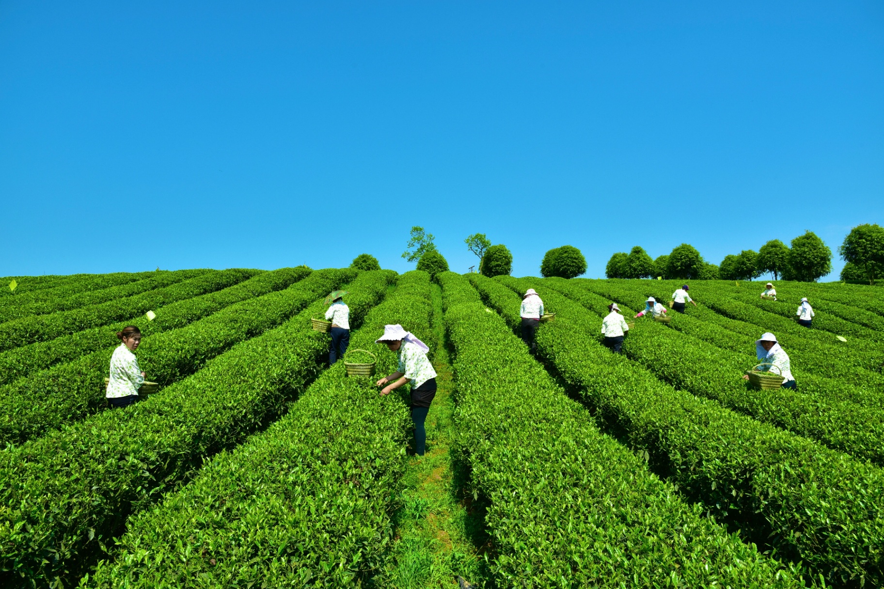 Tea pickers harvesting fresh leaves at GUI TEA's highland farms in Guizhou, China
